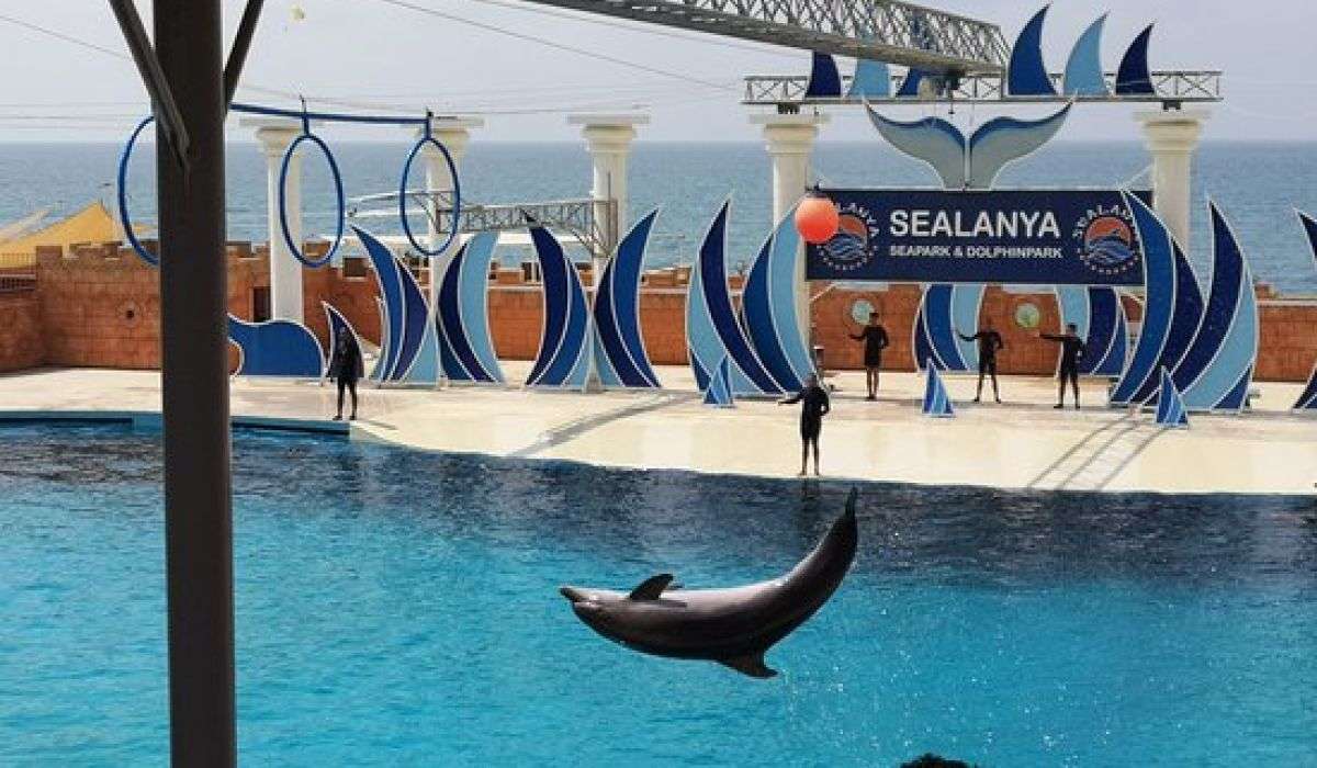 عرض الدلافين في ألانيا