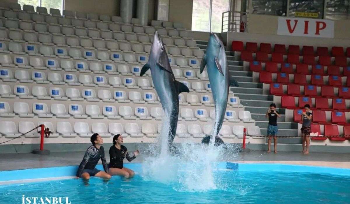 Swimming With Dolphin Istanbul 1